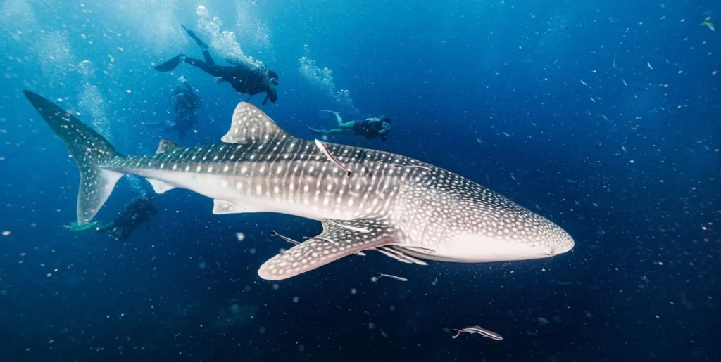 1. Ban's Diving Resort. scuba diving koh tao