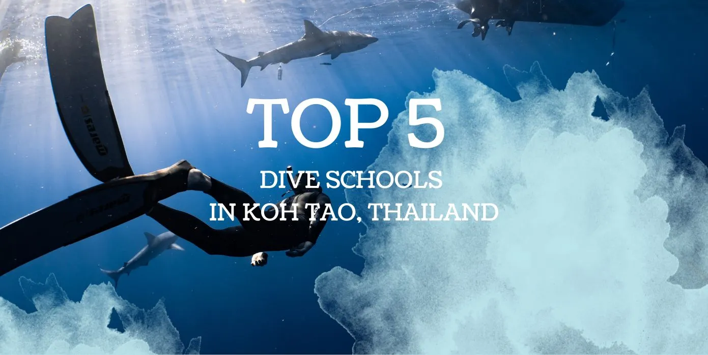 Top 5 Dive Schools in Koh Tao, Thailand. Scuba Diving Koh Tao